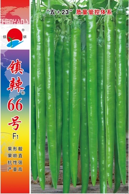 鎮(zhèn)辣66號(hào)